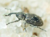 Smicronyx jungermanniae