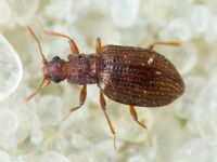 Stephostethus angusticollis