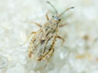 Tingis (Tropidocheila) maculata
