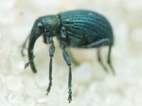 Mesotrichapion punctirostre