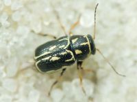 Pachybrachis