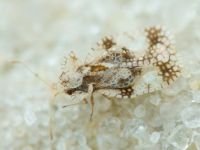 Stephanitis pyri