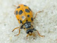 Hippodamia tredecimpunctata
