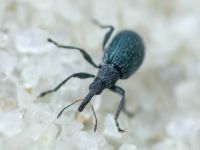 Eutrichapion vorax
