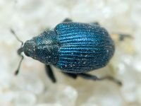 Ceutorhynchus ignitus