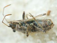 Ortholomus punctipennis