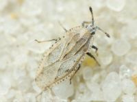 Tingis (Tingis) grisea