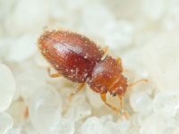 Mycetaea subterranea