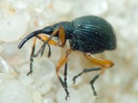 Apioninae