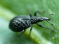Apioninae