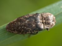 Elateridae