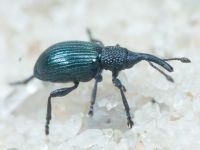 Apionidae