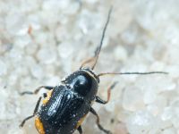 Cryptocephalus (Cryptocephalus) moraei