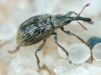 Trichopterapion holosericeum