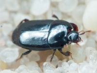 Platylomalus complanatus