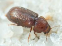 Ciidae