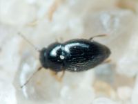 Ptiliidae