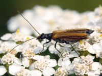 Oedemera femorata