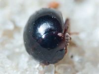 Insecta