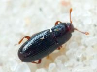 Coleoptera