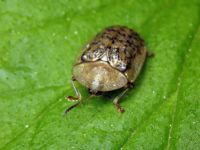 Cassida (Cassida) nebulosa