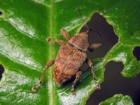 Curculio venosus