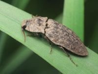 Agrypnus murinus