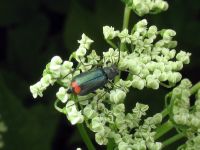 Malachius bipustulatus