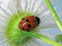 Hippodamia variegata