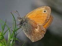 Coenonympha pamphilus
