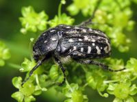 Oxythyrea funesta