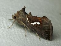 Macdunnoughia confusa