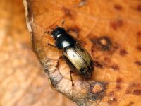 Aphodius (Chilothorax) distinctus