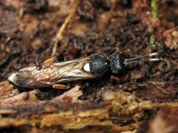 Ichneumon bucculentus