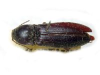Melanotus validus