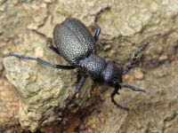 Meloe proscarabaeus