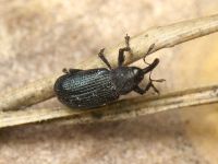 Magdalis (Magdalis) duplicata
