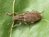 Sitona lineatus