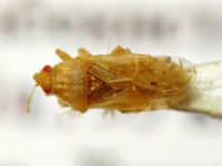 Artheneis intricata