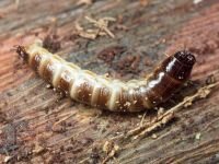 Denticollis