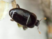 Platylomalus complanatus