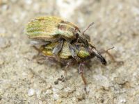 Hypera (Hypera) nigrirostris