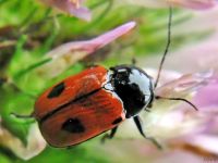 Cryptocephalus (Cryptocephalus) bipunctatus