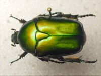 Scarabaeidae