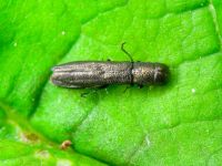 Cylindromorphus filum