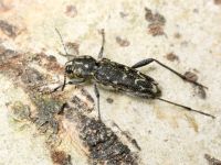 Xylotrechus rusticus