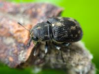Rhaphitropis marchica