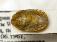 Menaccarus (Oploscelis) arenicola