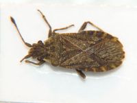 Bathysolen nubilus