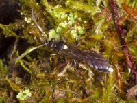 Ichneumon inquinatus